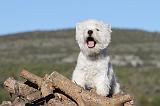 WESTIE 236